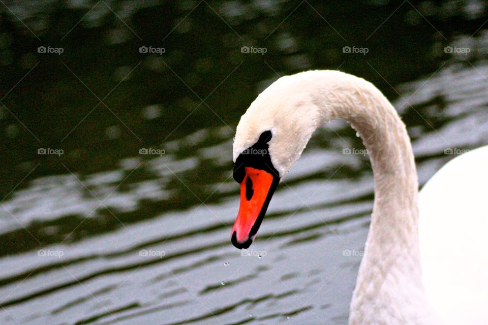 Swan