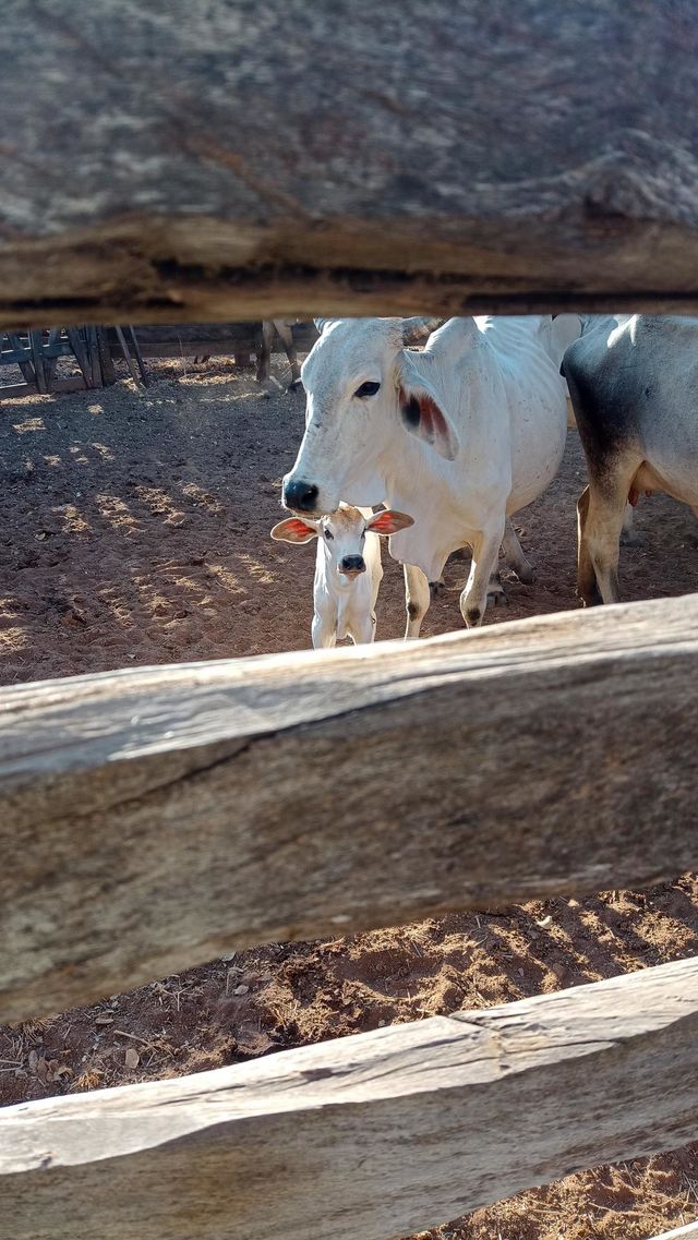 cow and calf
