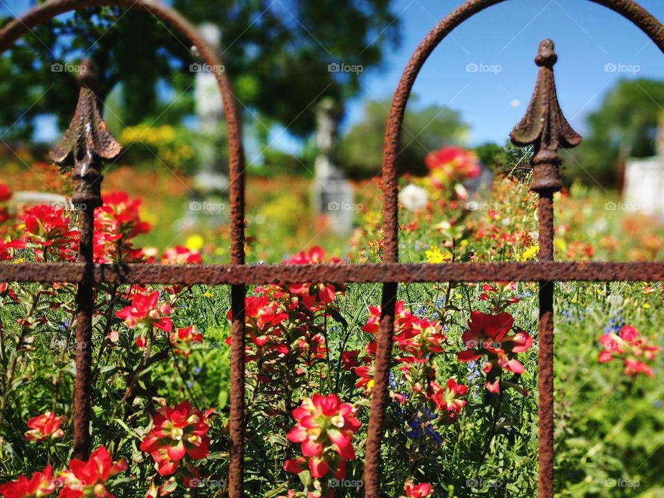 standing outside the gates, a cemetery of wildflowers