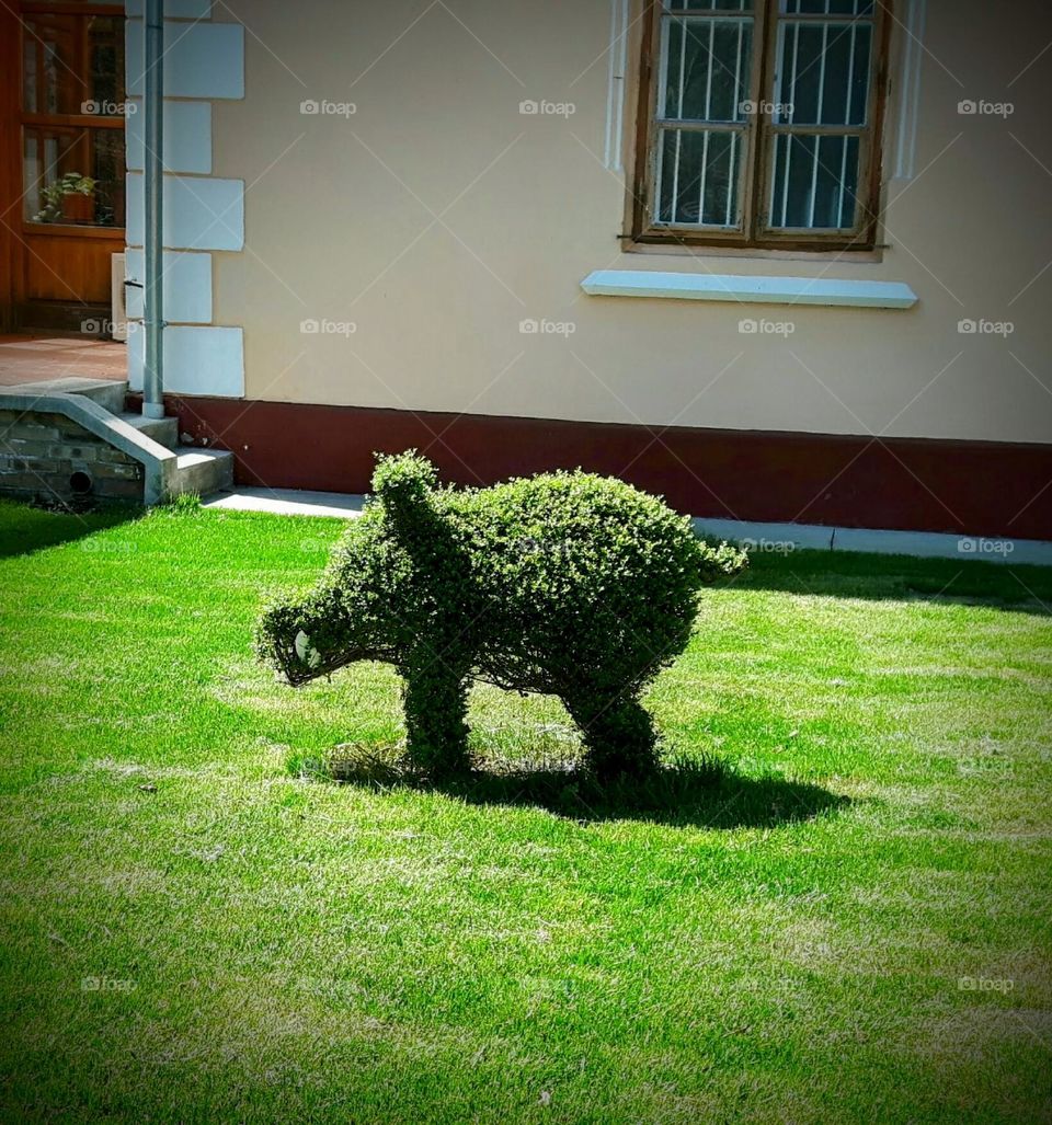 The Green Piggy 🐷