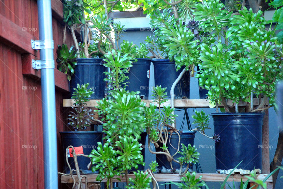 house plants in pot