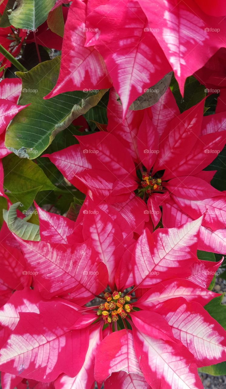 Brilliant hot pink variegated poinsettias brighten up the home for the holidays.