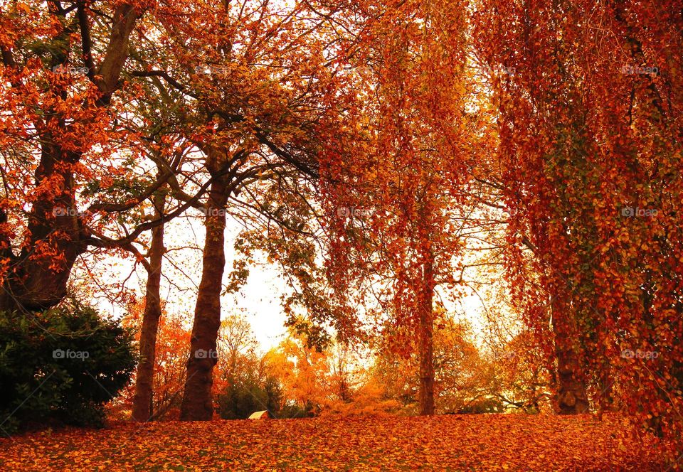 Trees in forest during autumn