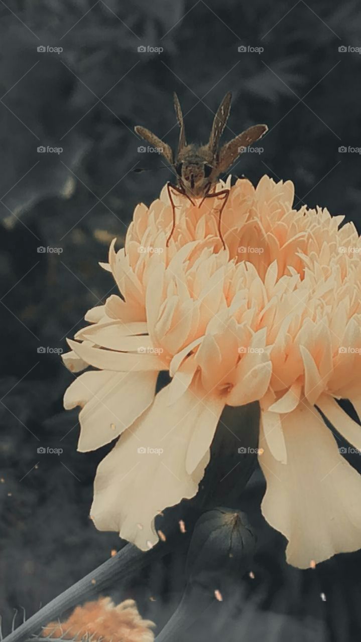 today's click by yellow flower insect