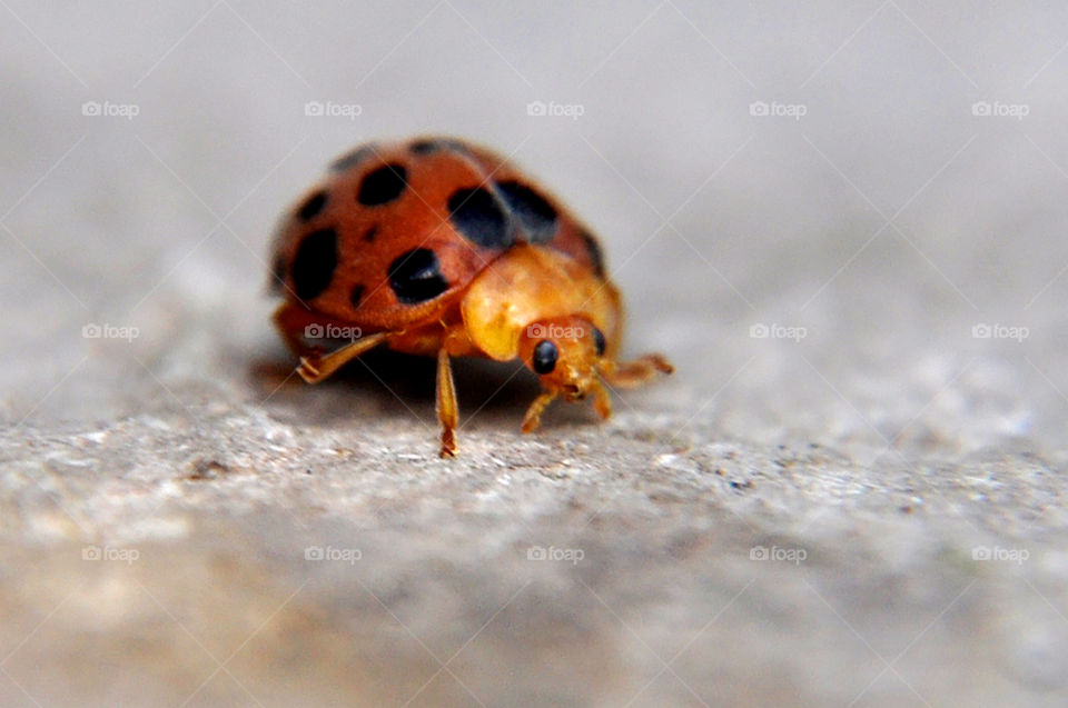 Ladybug