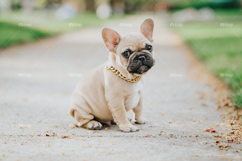French bulldog puppy in a gold chain collar sitting on sidewalk looking at the camera