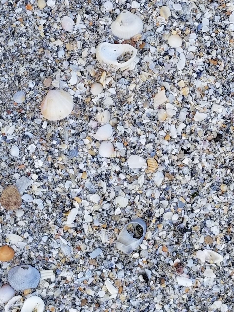 more pebbles and shells