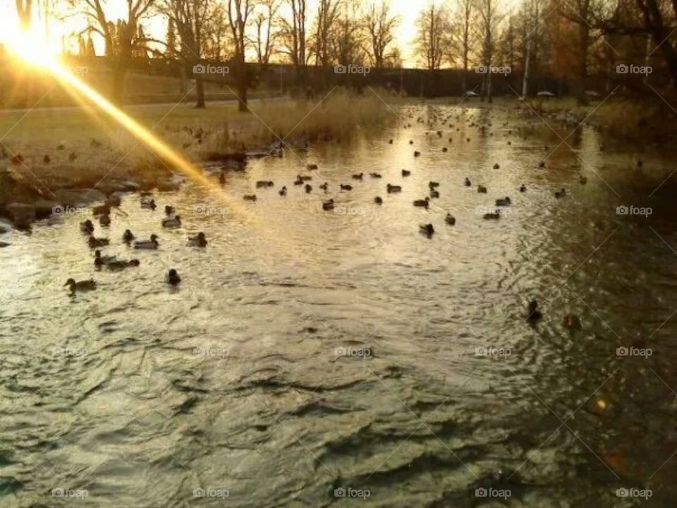 Ducks