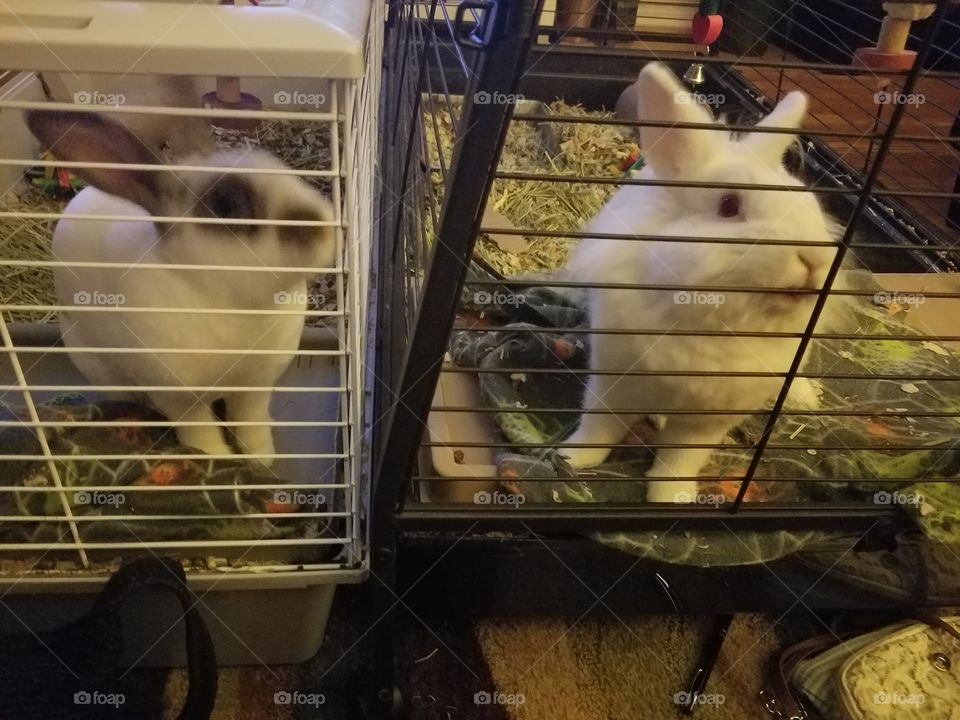 hungry rabbits