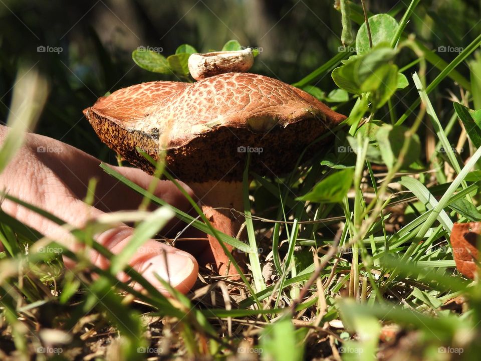 Mushroom fungus growing in the yard through grass under the sunlight with a small mushroom head top upside down on top of it and someone’s hand about to grab it.