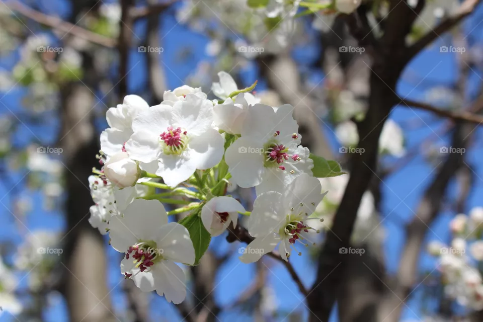 Bunch of white cherry blossoms against bright blue sky