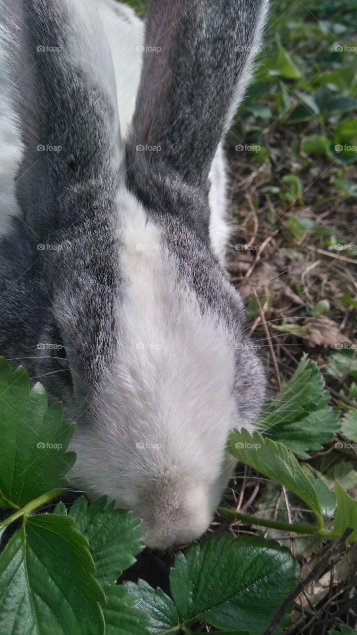 кролик в саду
