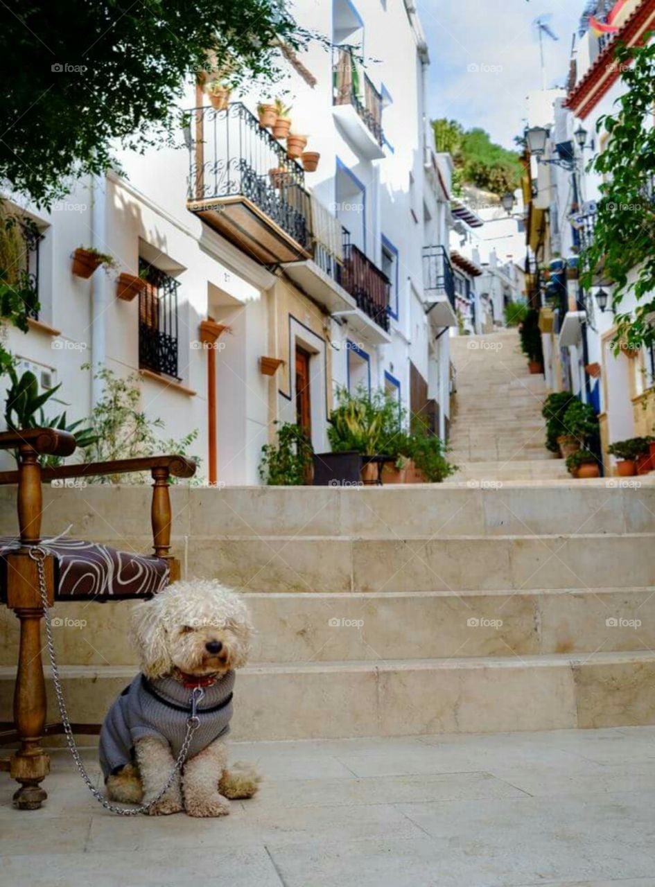 dog travel.spain street