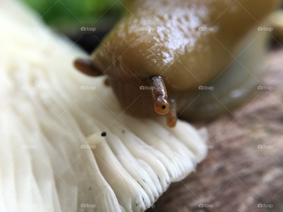Macro of a banana slug enjoying a piece of oyster mushroom. 