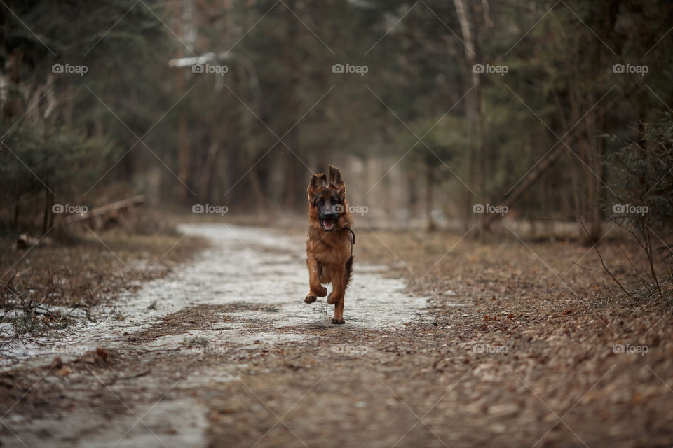 German shepherd 8-th months puppy in a spring forest