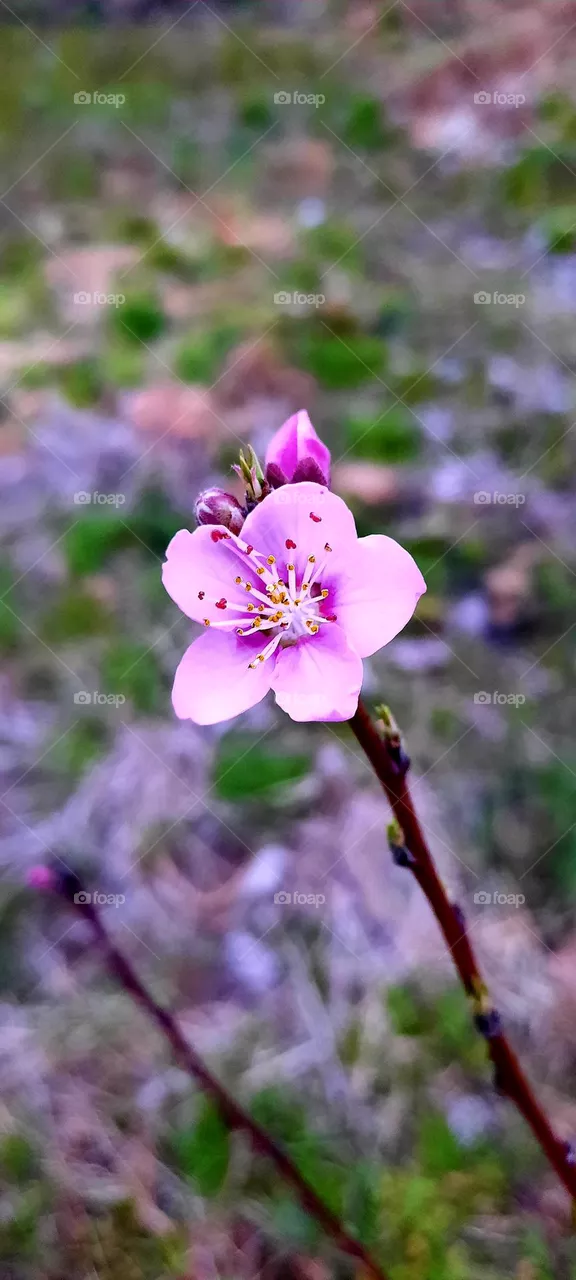 Peach blossom