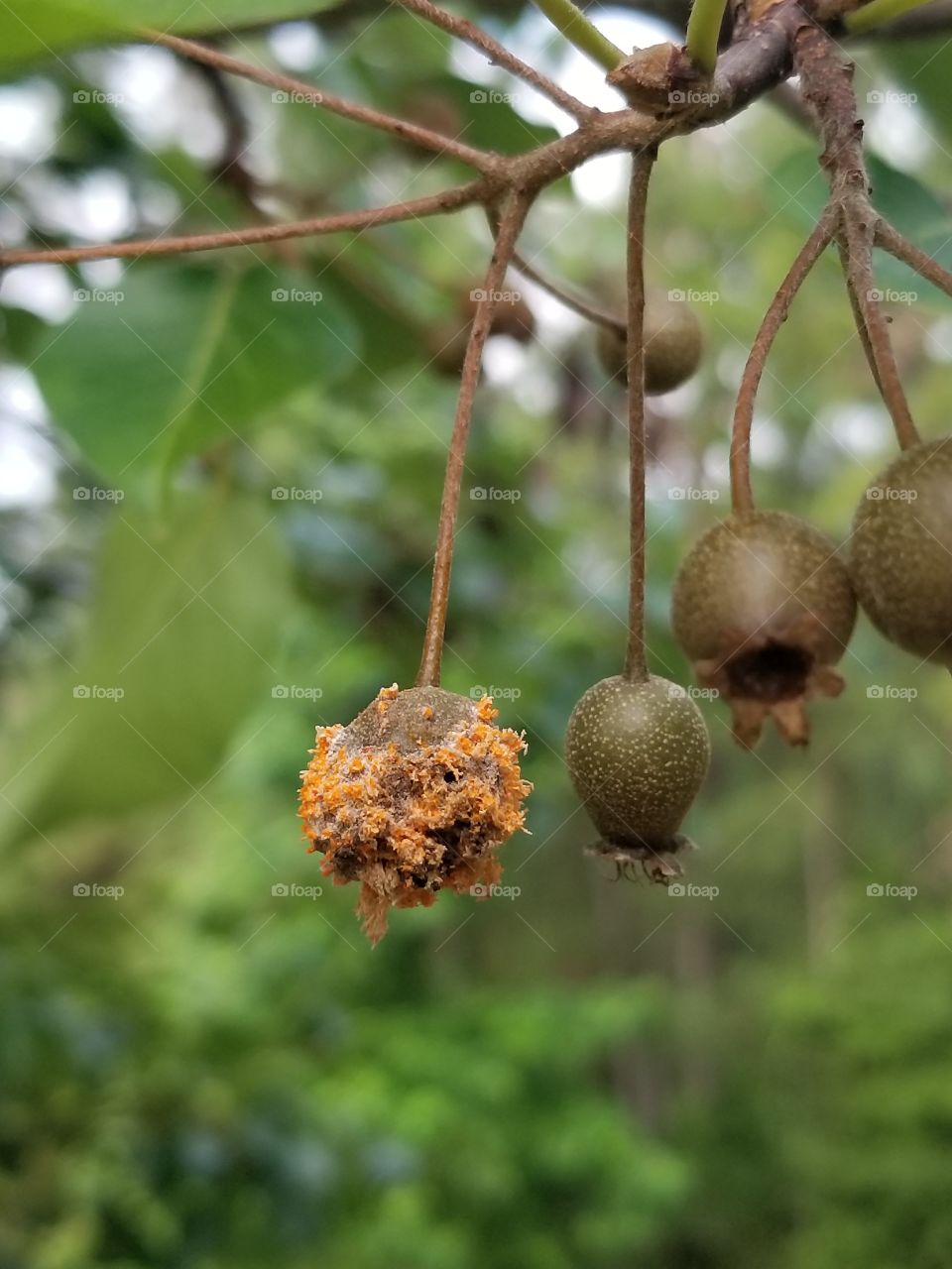 berries