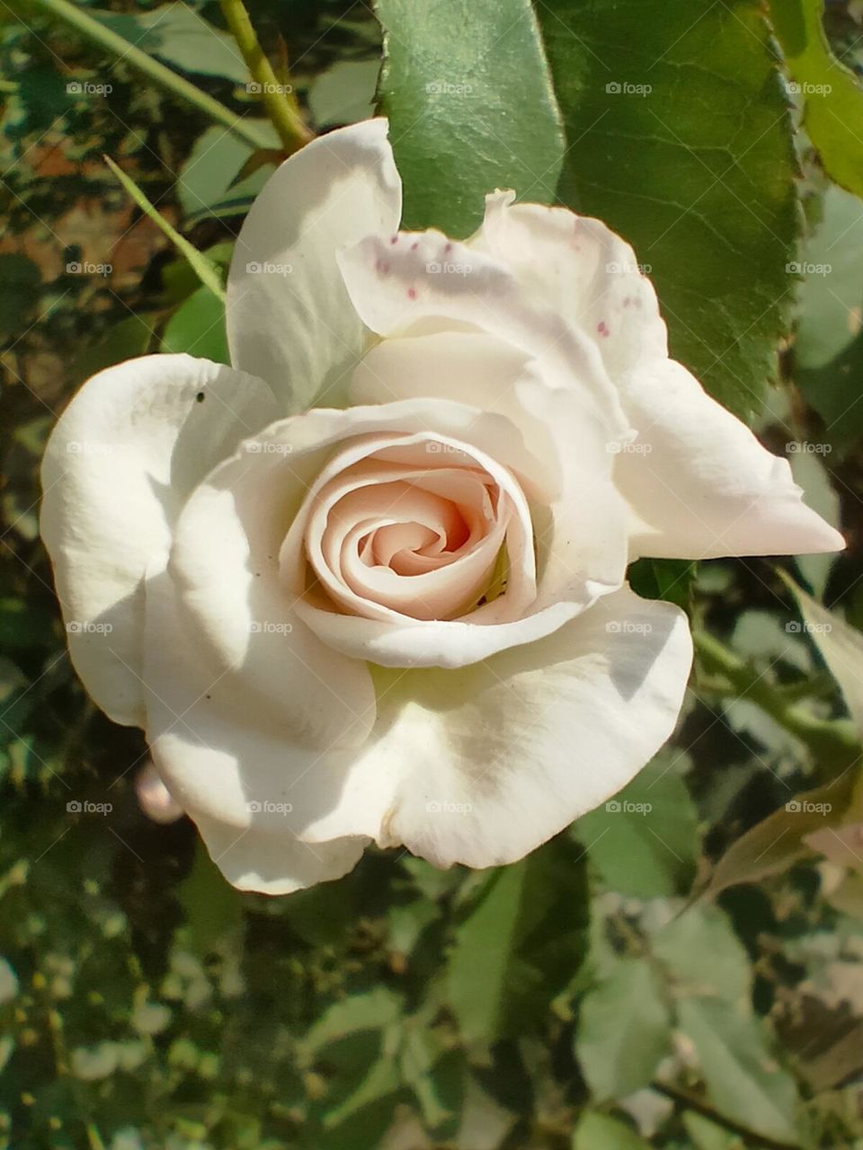 Beautiful 🥰 White 🤍 Rose in my garden