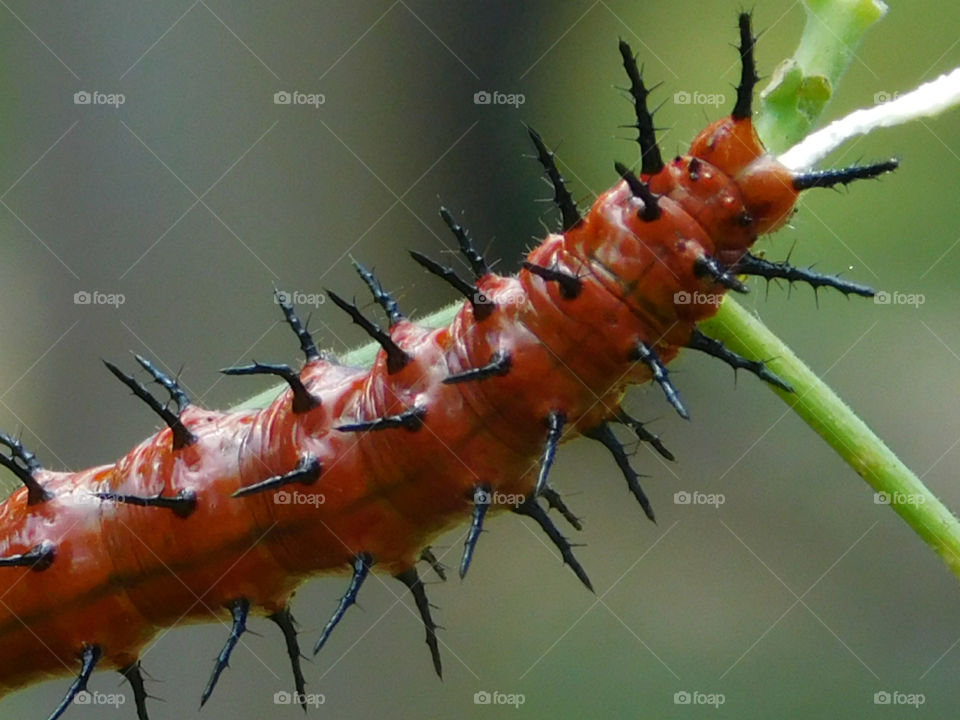 Mature larvae of the Gulf Fritillary Butterfly! The larvae are bright orange with numerous black, branched spines! They feed on all parts of Purple passionflower and can rapidly defoliate host vine (as I evidenced it in person, sleeved up and down the plant devouring any thing in site)! Amazing site in person!