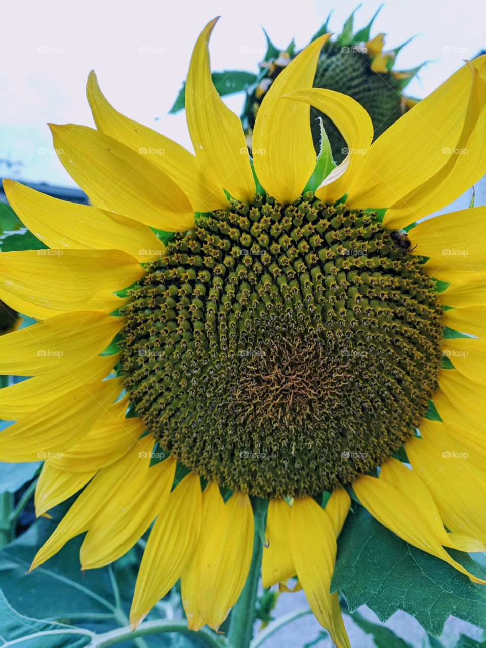 sunflower