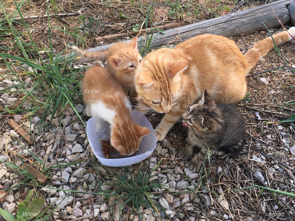 Mother cat with her 3 kittens