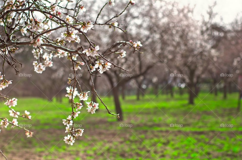 Flowering almond trees in spring