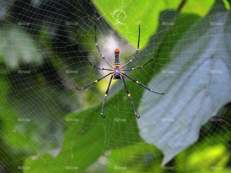 Spider on spider web