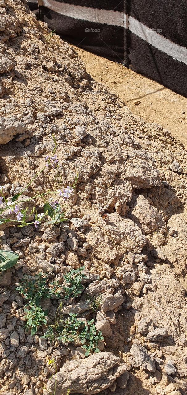 Flowers of UAE desert