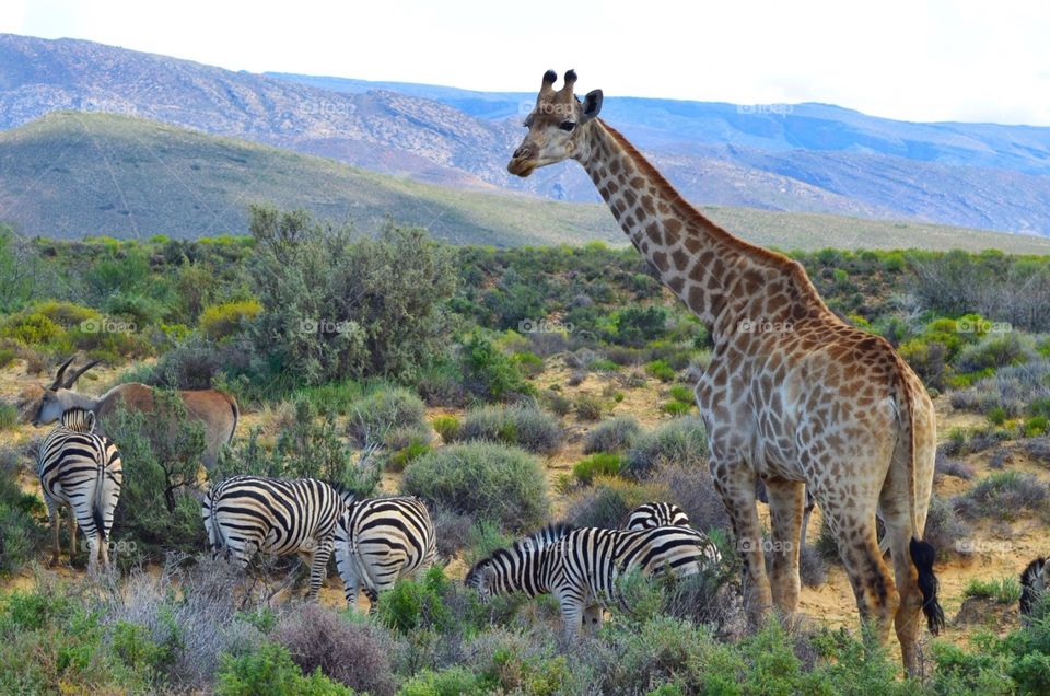 Safari in South Africa