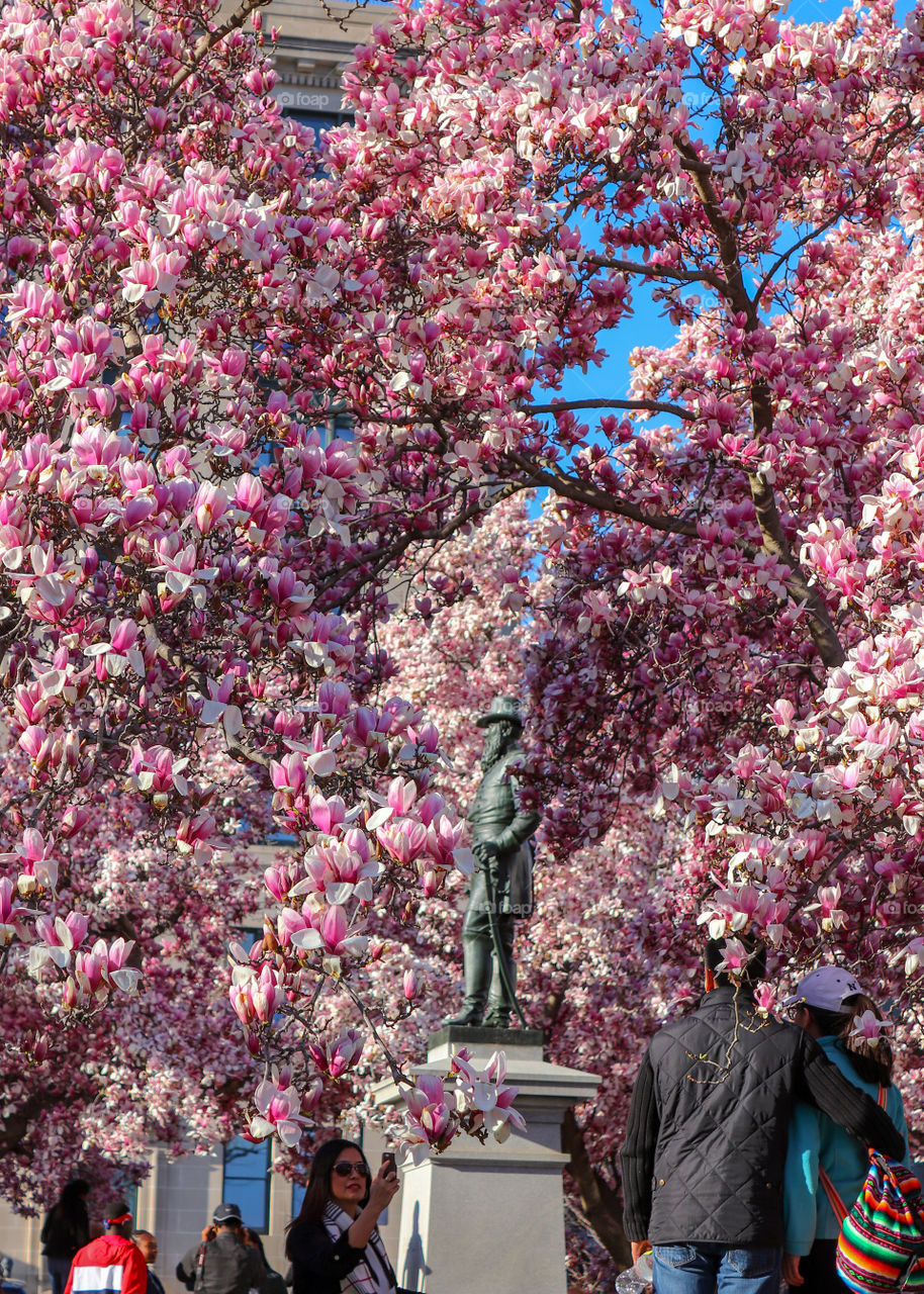 Magnolias in Bloom At Rawlins Park in Washington, DC
