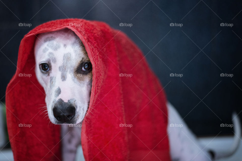 dog with a towel on her head