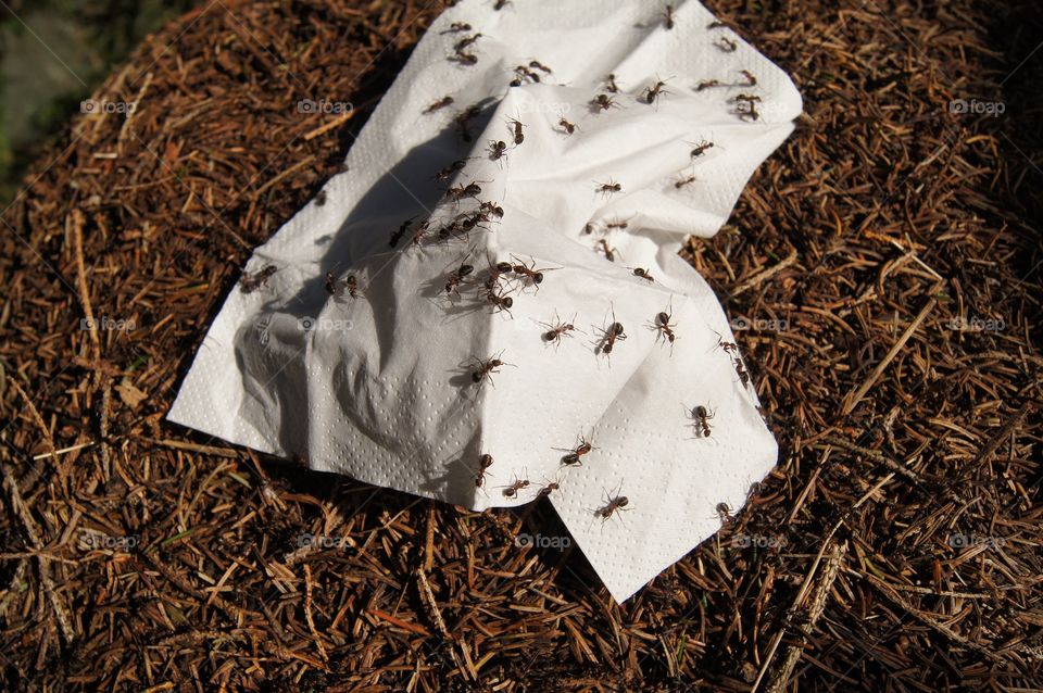 Ants putting a papertowel away from their home