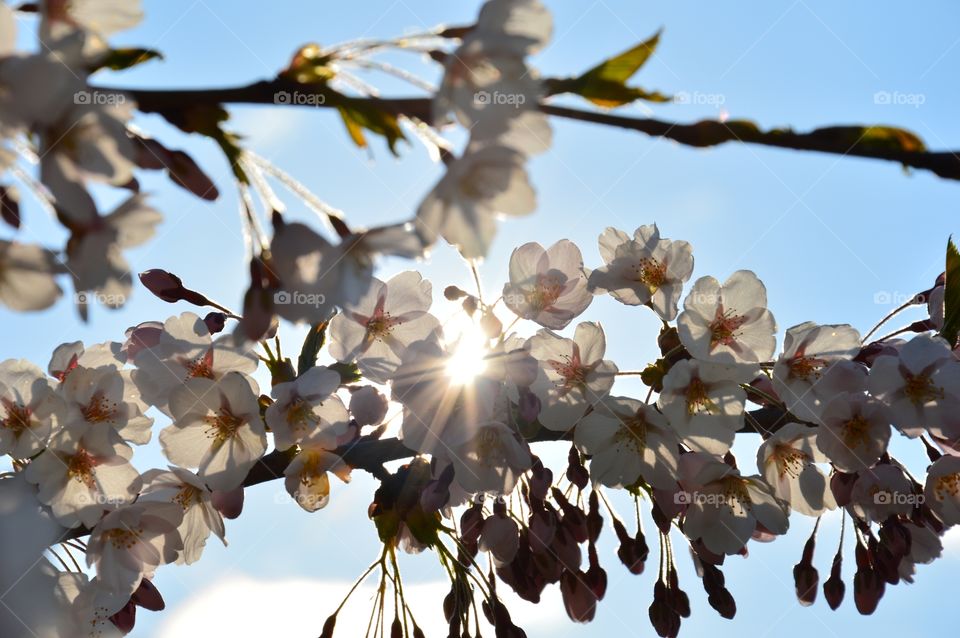 cherry and sun