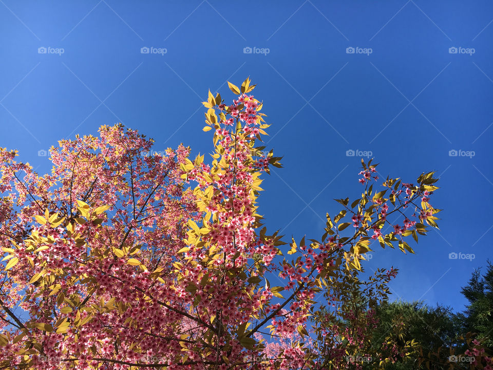 Pink cherry blossoms with blue sky 