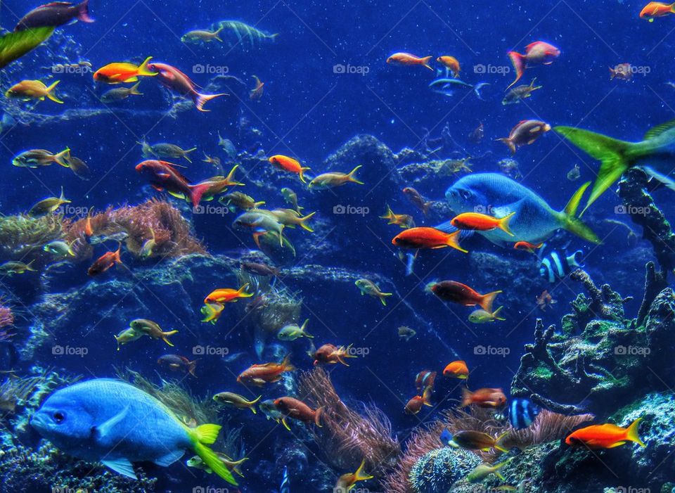 Varieties of colorful tropical fish in a coral reef
