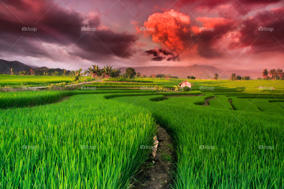 Red Sky with beauty green rice fields