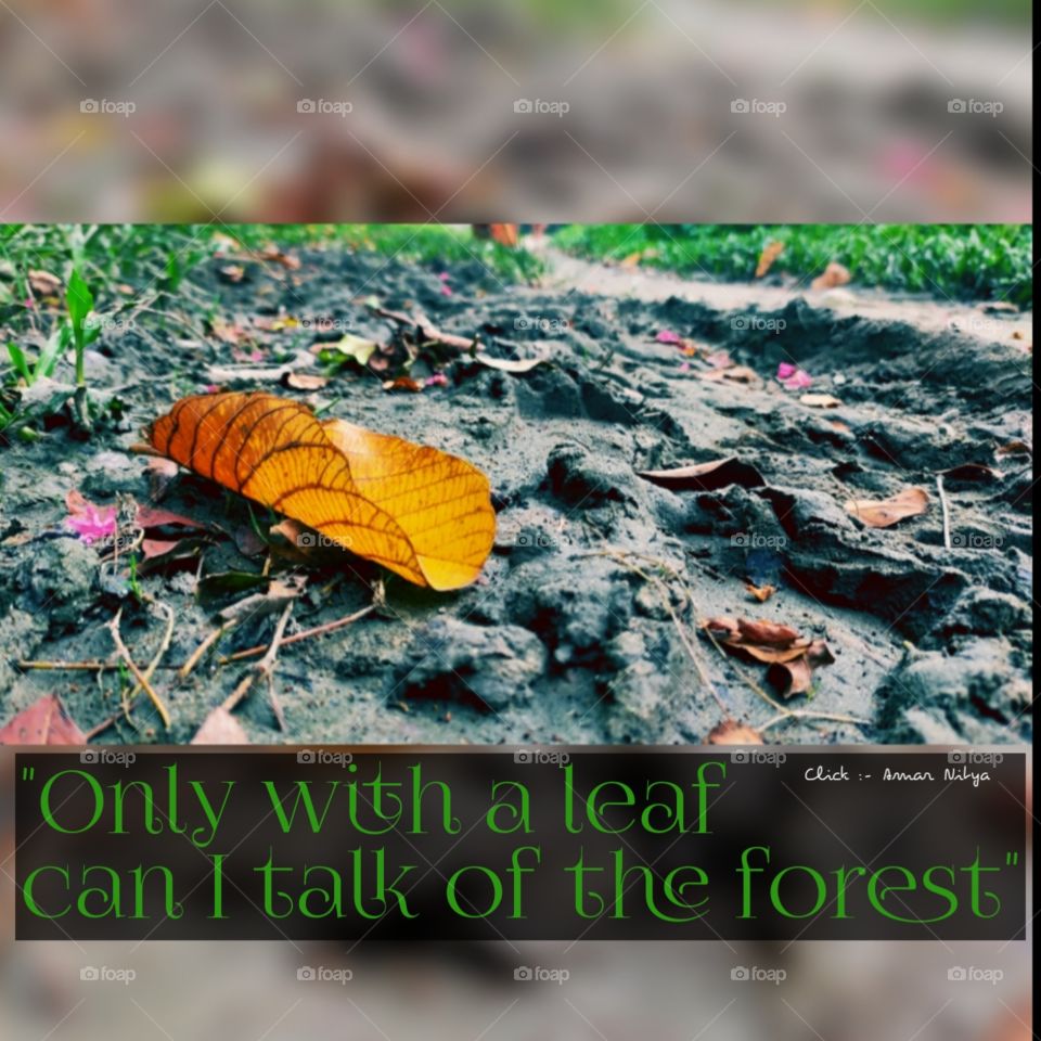 Leaf