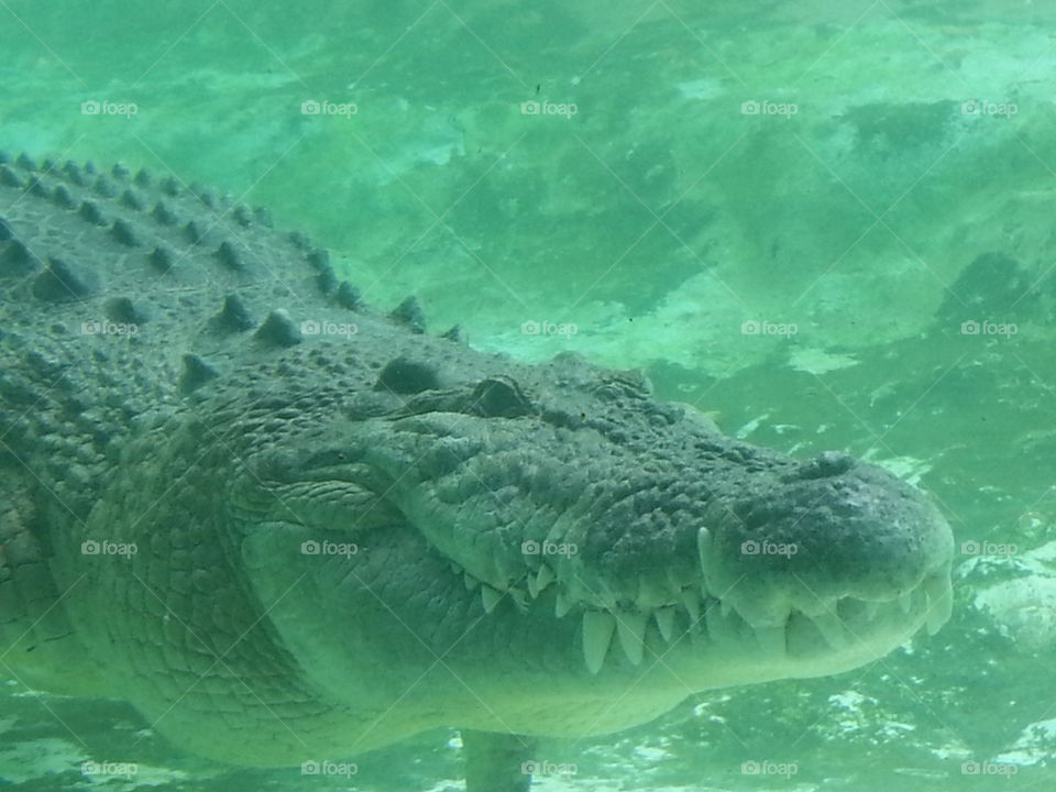 Giant Gator. Biggest Gator at Alligator Farm