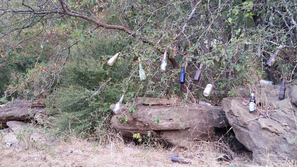 Bottle Tree