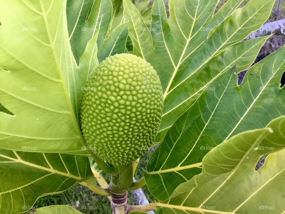 Jackfruit