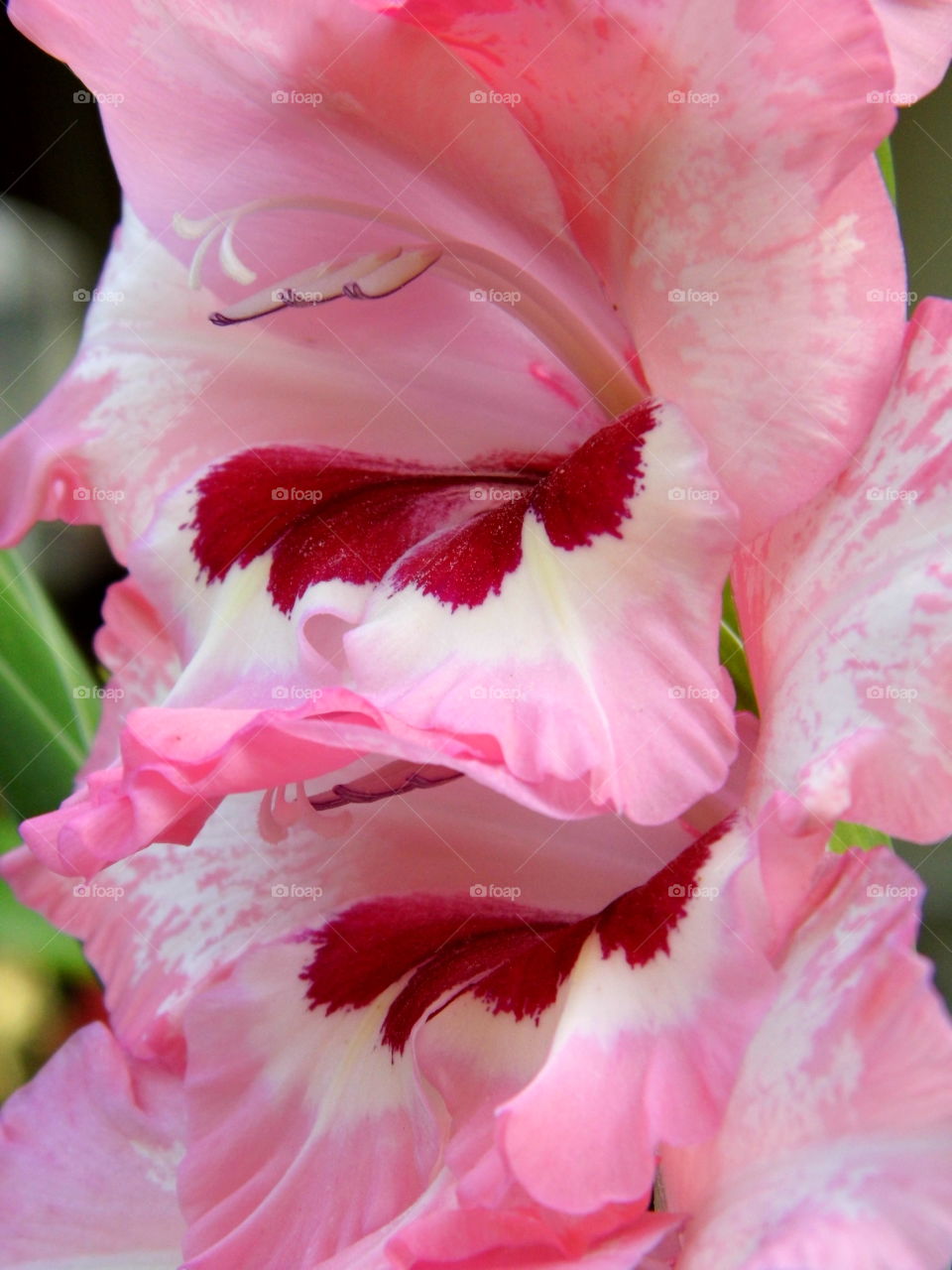 wonderful flower in the garden and beautiful color