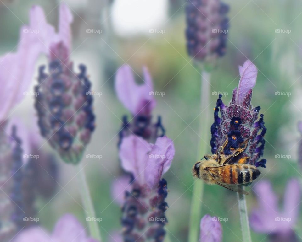 An active bee collects nectar from lavender flowers on a beautiful spring morning 