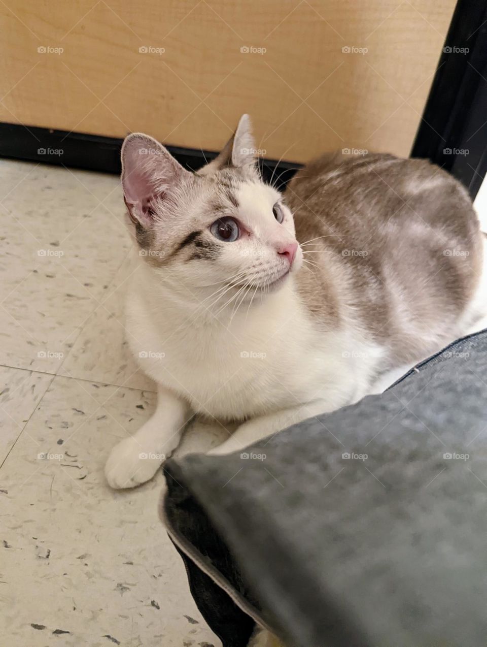 Every day is Caturday