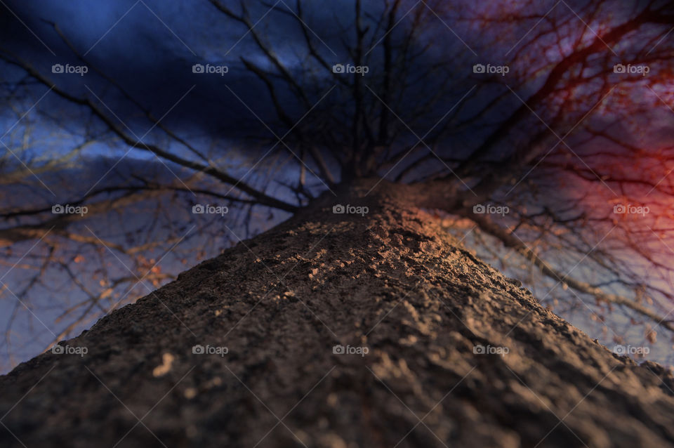 Tree stands strong during impending bad weather.