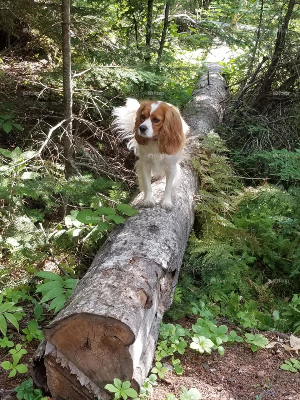 Cavalier Beagle explores Beautiful British Columbia 