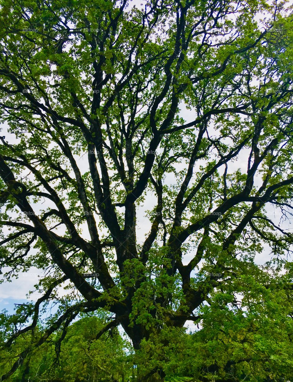 Old oak tree in a new housing development
