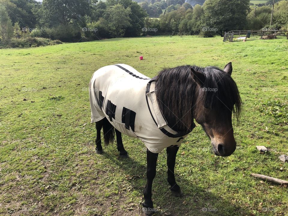 Another pony who looks amazing to be found on the mid wonder land that is Dartmoor.