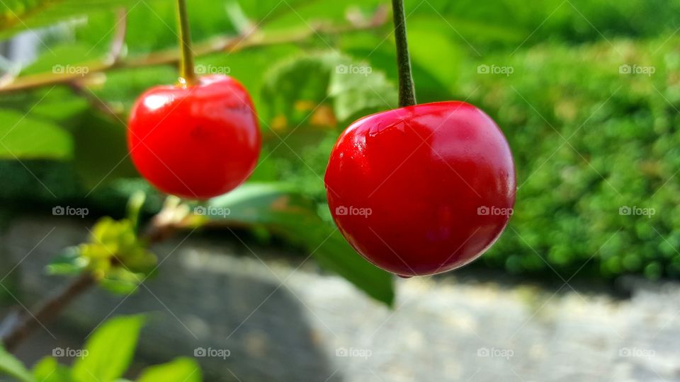 two ripe cherries hanging on a tree