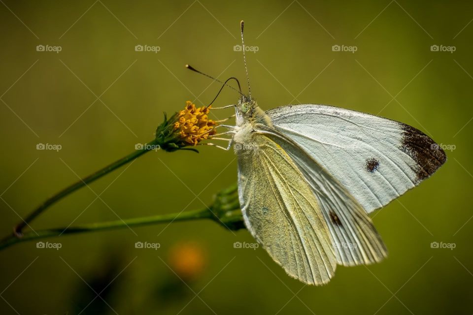 A Cabbage White butterfly white natural olive green bokeh. 