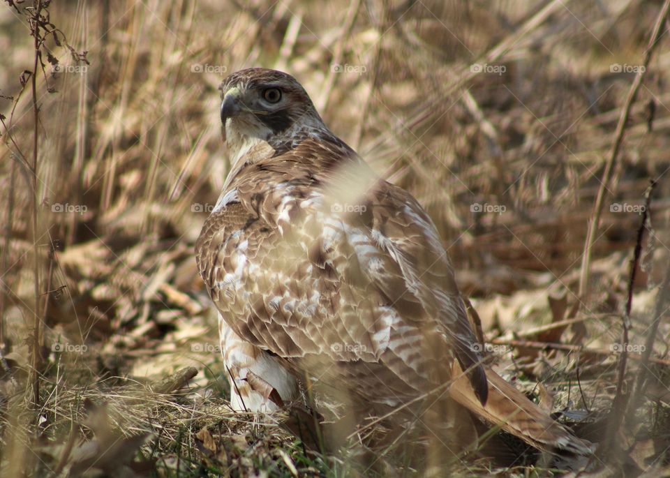 red tailed hawk on the ground hunting prey